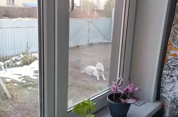 Пропала собака в Стуково, Алтайский край