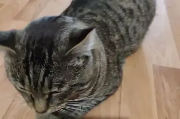 Пропала кошка, Волоховская 10, Тула