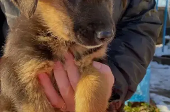 Собаки потеряшки, Омская область, фото: Потеряшка немецкая овчарка, Омск