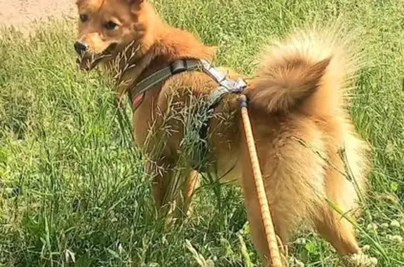 Пропала собака в д. Дудкино, Лукново