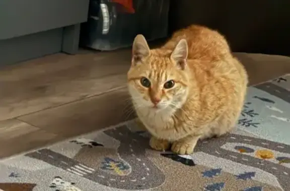 Найдена кошка, Казань, фото: Кошка найдена у магазина, Болотникова 13А