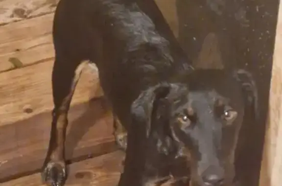 Собаки потеряшки, Обь, фото: Потеряшка собака, ул. Покрышкина, 5, Обь