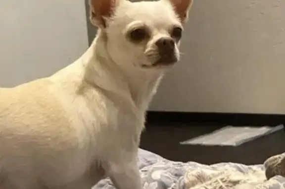 Собаки потеряшки, Владивосток, фото: Потеряшка собака, Луговая 50, Владивосток