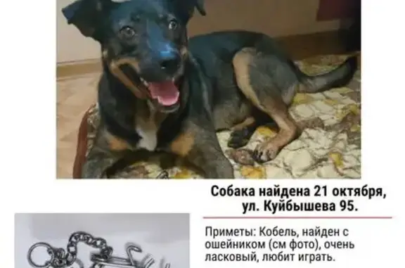 Пёс найден на ул. Куйбышева 95