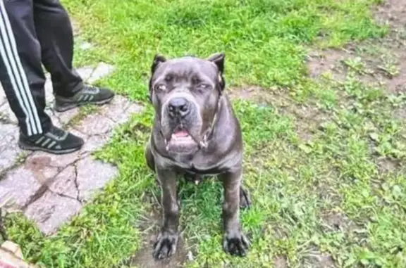 Пропала собака, Садовая ул. 20, Красногорск