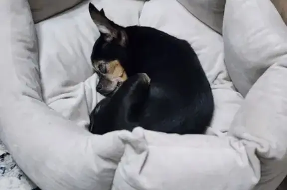 Собаки потеряшки, Калининград, фото: Потеряшка собака на Ленинском, 65Г