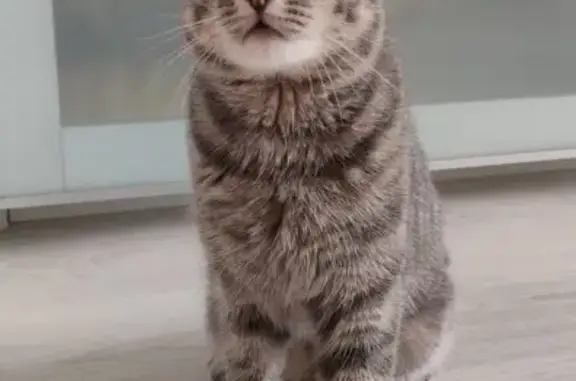 Найдена кошка, Екатеринбург, фото: Кошка найдена на Сакко и Ванцетти, 47