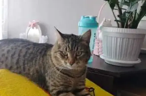 Кошки потеряшки, Казань, фото: Потеряшка кот Барсик, Новосельская 3, Казань