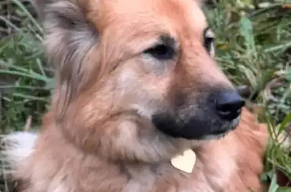 Найдена собака, Московская область, фото: Собака Петра найдена в Кобяково, МО