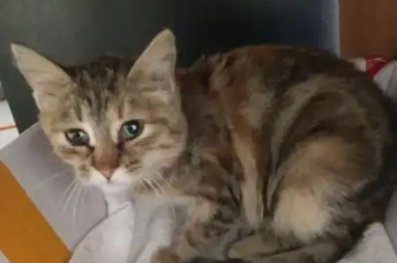 Красивая кошка найдена в Ермолино