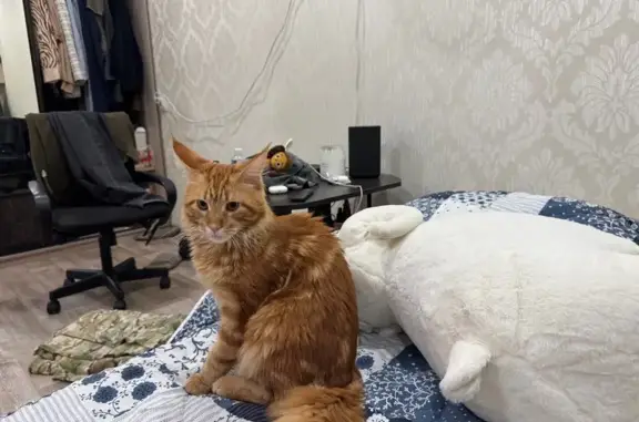 Потерянные животные Мариинск, фото: Пропала рыжая кошка, Байкальская 12