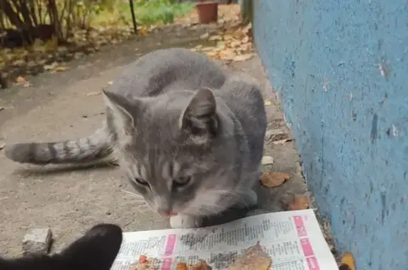 Найдена кошка, Люберцы, фото: Кошка найдена: Октябрьский проспект, 112