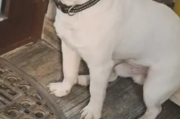 Найдена собака, Нижний Новгород, фото: Найдена собака, ул. Героя Чугунова, НН