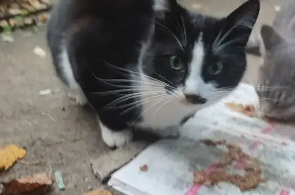 Найдена кошка, Люберцы, фото: Кошка найдена: Октябрьский пр., 88, Люберцы