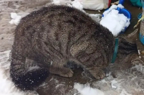 Кошка найдена: Тальская ул., 38, Юрга