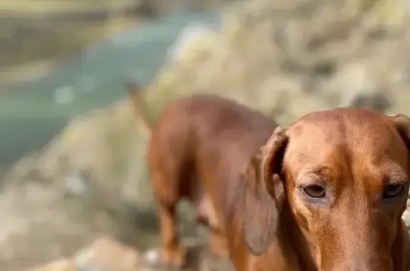 Собаки потеряшки, Новосибирск, фото: Потеряшка такса, ул. Арбузова 2/2, НСК