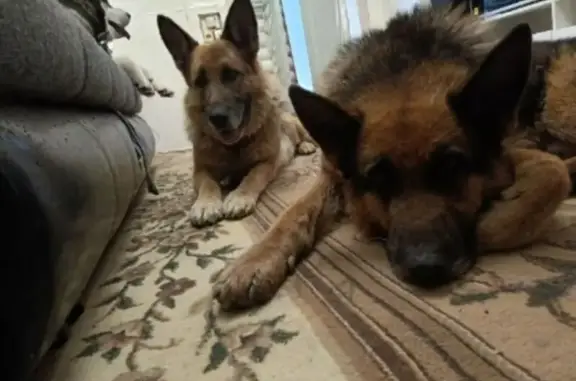 Собаки потеряшки, Опалиха, фото: Потеряшкаи собаки, Опалиха, 76