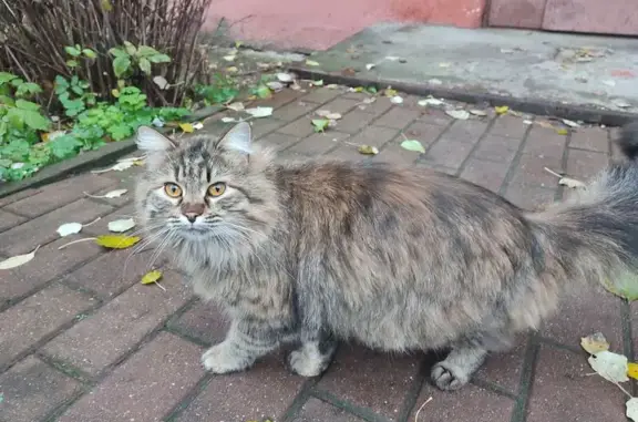 Найдена кошка, Быково, фото: Кошка найдена: Параллельная ул., 7, Быково