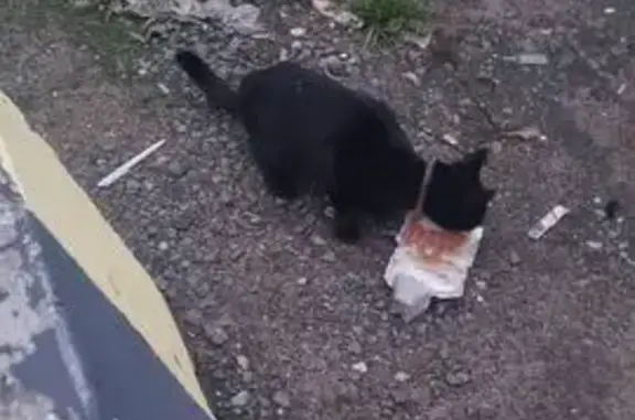 Найдена кошка, Химки, фото: Кошка найдена: Вашутинское ш., 46, Химки