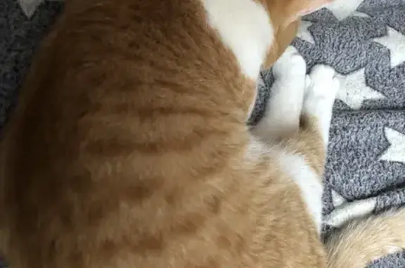 Найдена кошка, Волгоград, фото: Кошка найдена, Североморцев 9, Волгоград