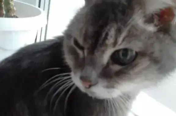 Найдена кошка, Богородск, фото: Кошка найдена: Комсомольский пер., Богородск