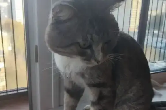 Найдена кошка, Новосибирск, фото: Кошка найдена, Танковая 24, Новосибирск