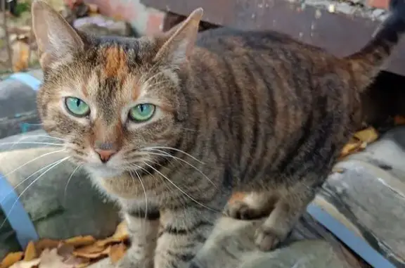 Найдена кошка, Рязань, фото: Найдена кошка, Касимовское шоссе, 48 к5