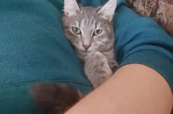 Пропала кошка на Вайнера, 2, Магнитогорск