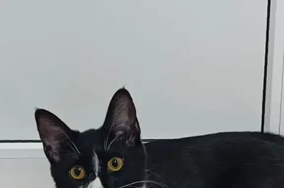 Пропала кошка, 2-я Заводская, 20, Красково