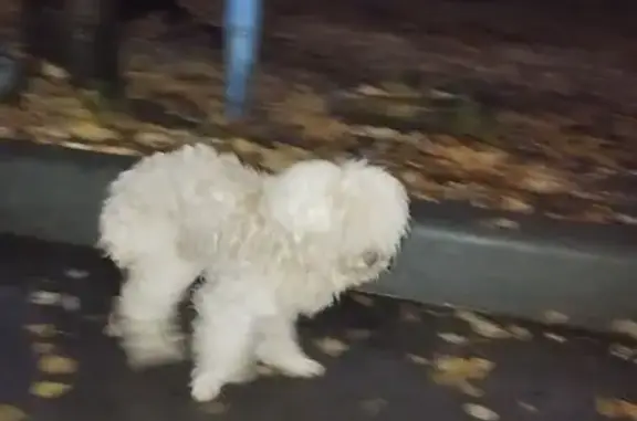 Собака найдена: ул. 50 лет Октября, 6, Чебоксары