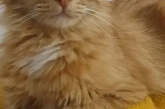 Пропала кошка, Батайск, ул. Луначарского 177