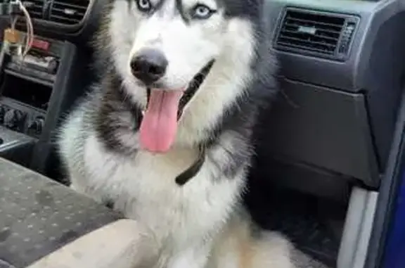 Собаки потеряшки, Ставрополь, фото: Потеряшка собака, Пригородная 32, Ставрополь