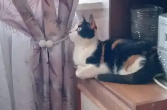 Кошки потеряшки, Пушкин, фото: Потеряшка кошка, Петербургское шоссе 15/2