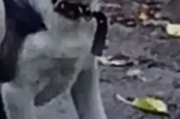 Пропала собака на Полевой улице, Курск