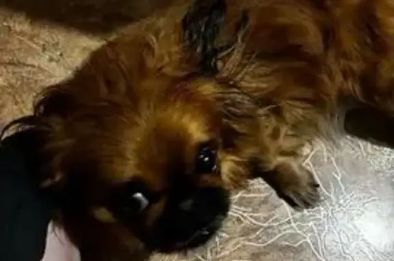 Пропала собака на ул. 8 Марта, 24А