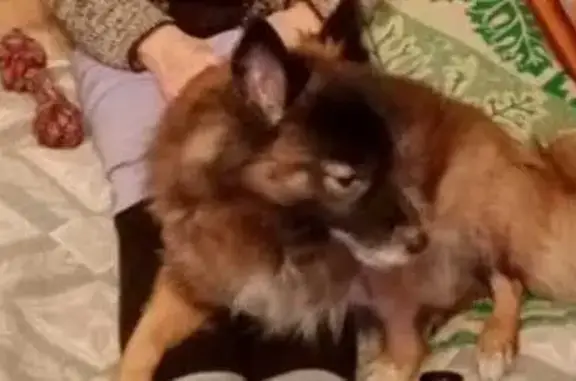 Пропала собака, ул. Володарского, Ревда