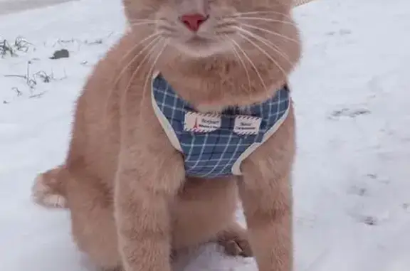 Кошки потеряшки, Вологда, фото: Потеряшка кошка, Новгородская ул. 42 к3