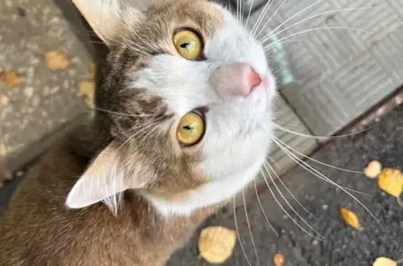 Кошка найдена, ул. Куйбышева 58, Владимир