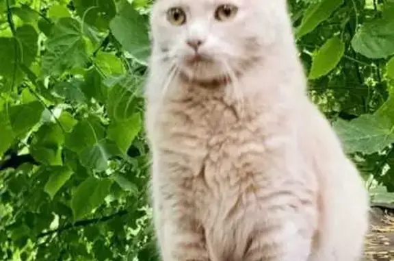 Найдена кошка, Краснодар, фото: Найдена кошка, ул. Стасова, 166, Краснодар