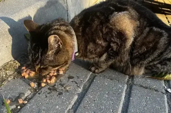 Трехцветный котик на Южном полукольце