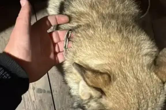 Найдена собака, Элитовский сельсовет, фото: Собака найдена: Центр. ул., Элитовский с/с