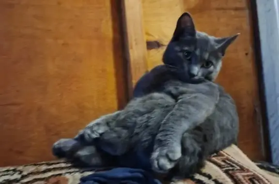 Кошки потеряшки, Тверь, фото: Потеряшка кошка, ул. Громова, 7 к1, Тверь