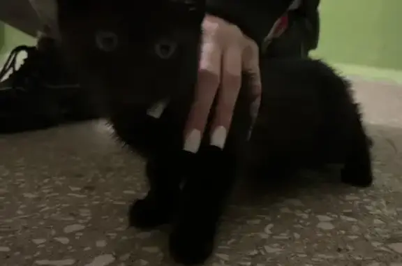 Найдена черная кошка, ул. 25 Января, 20А