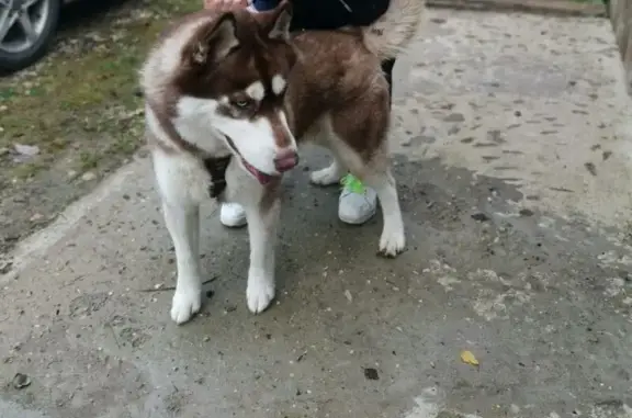 Найдена собака, Московская область, фото: Найдена собака на трассе 46К-9310, МО