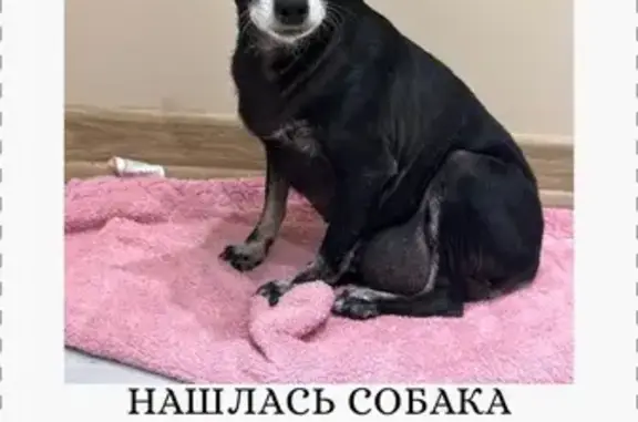 Собака найдена: Уральская ул., Краснодарский край