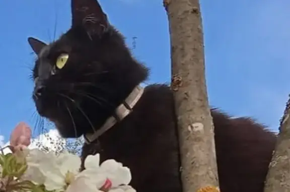 Пропала черная кошка в Новосельцево!