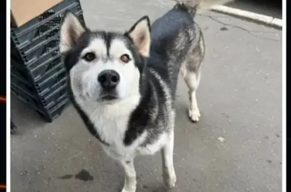 Найдена собака, Оренбург, фото: Хаски найдена на ул. Поляничко, Оренбург