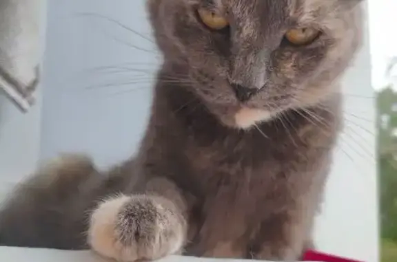 Пропала кошка, Озёрная ул. 58, Вышний Волочёк