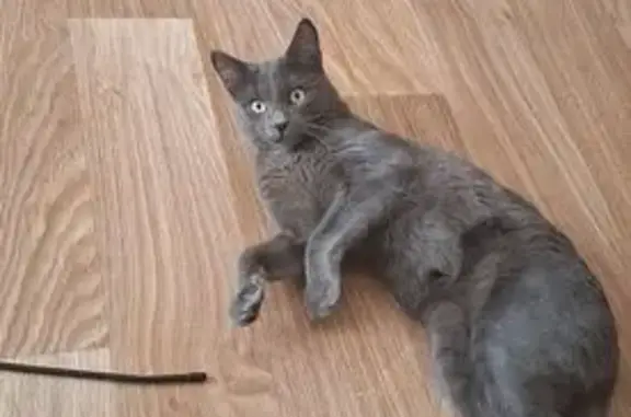 Кошки потеряшки, Искателей, фото: Потеряшка кошка, ул. Россихина, Искателей
