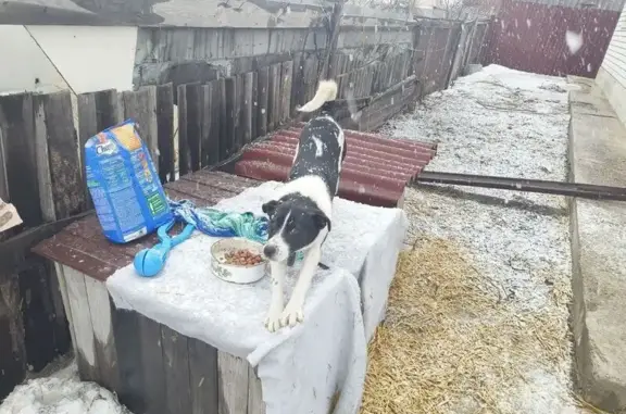 Пропала собака, СНТ Малинка, Тюмень